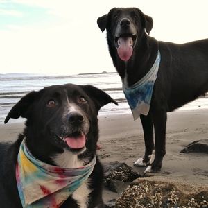 Meet your Posher, Luna